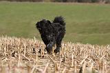 BOUVIER DES FLANDRES 248